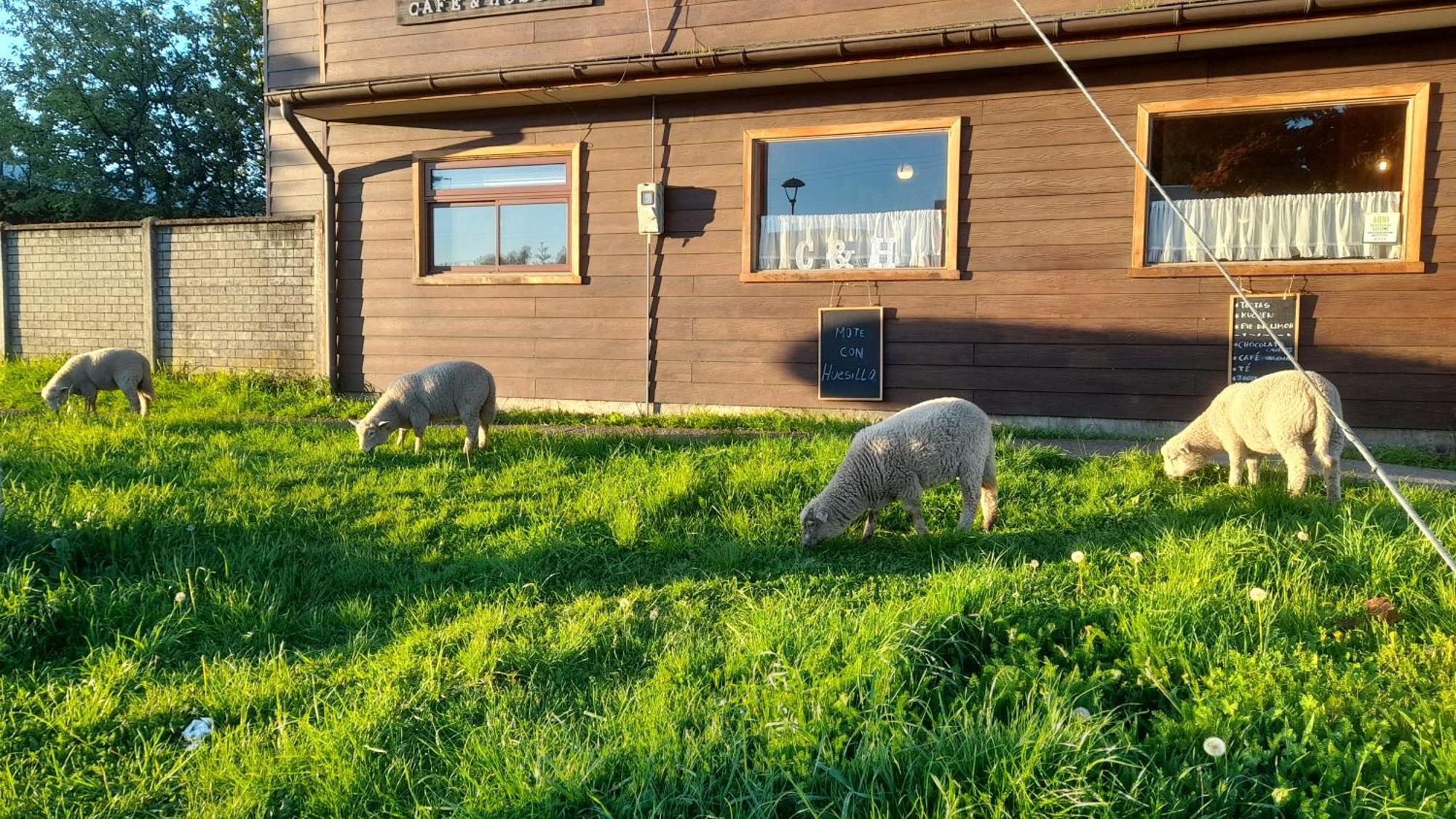 Cafe & Hostal Acurruka Curacautín Kültér fotó
